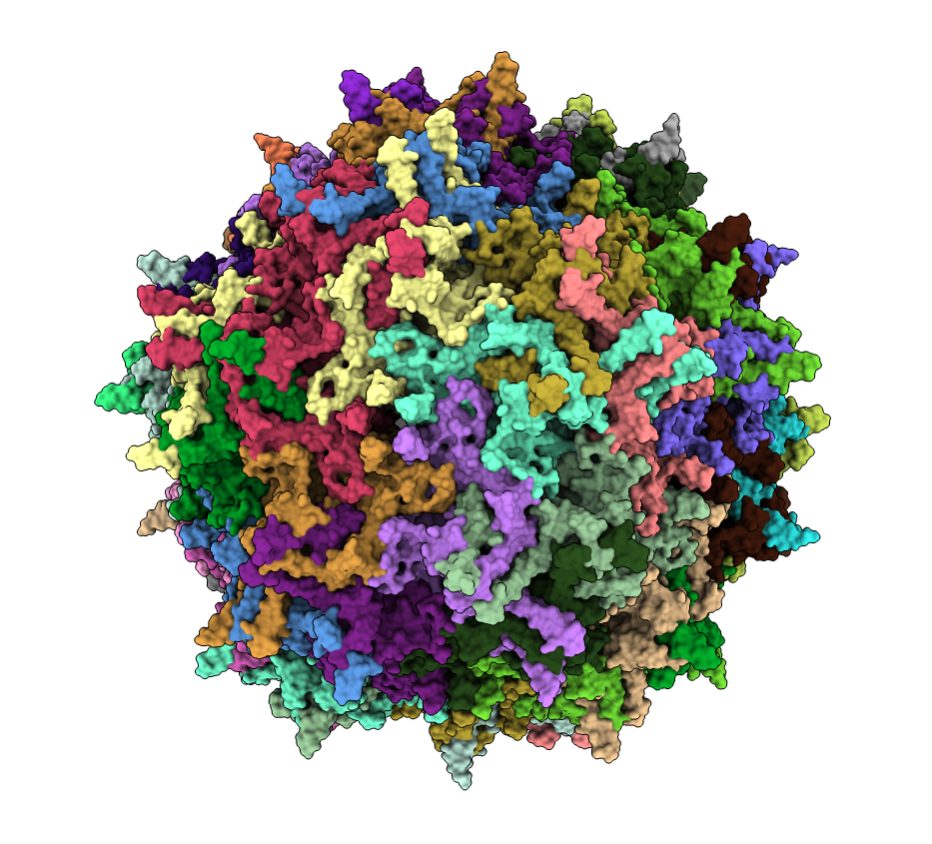 Structural model of an AAV capsid