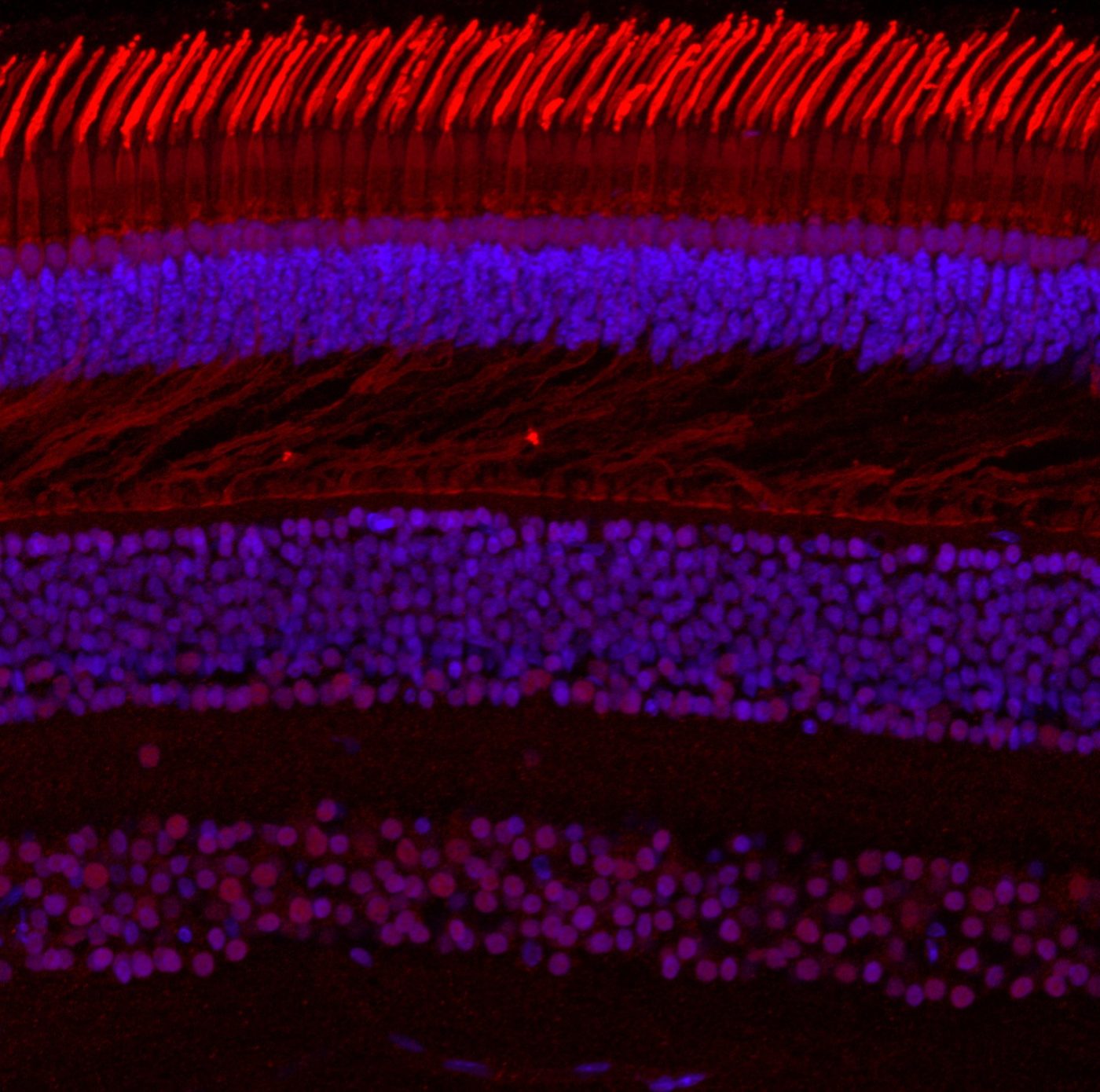 Byrne Lab outreach illustration