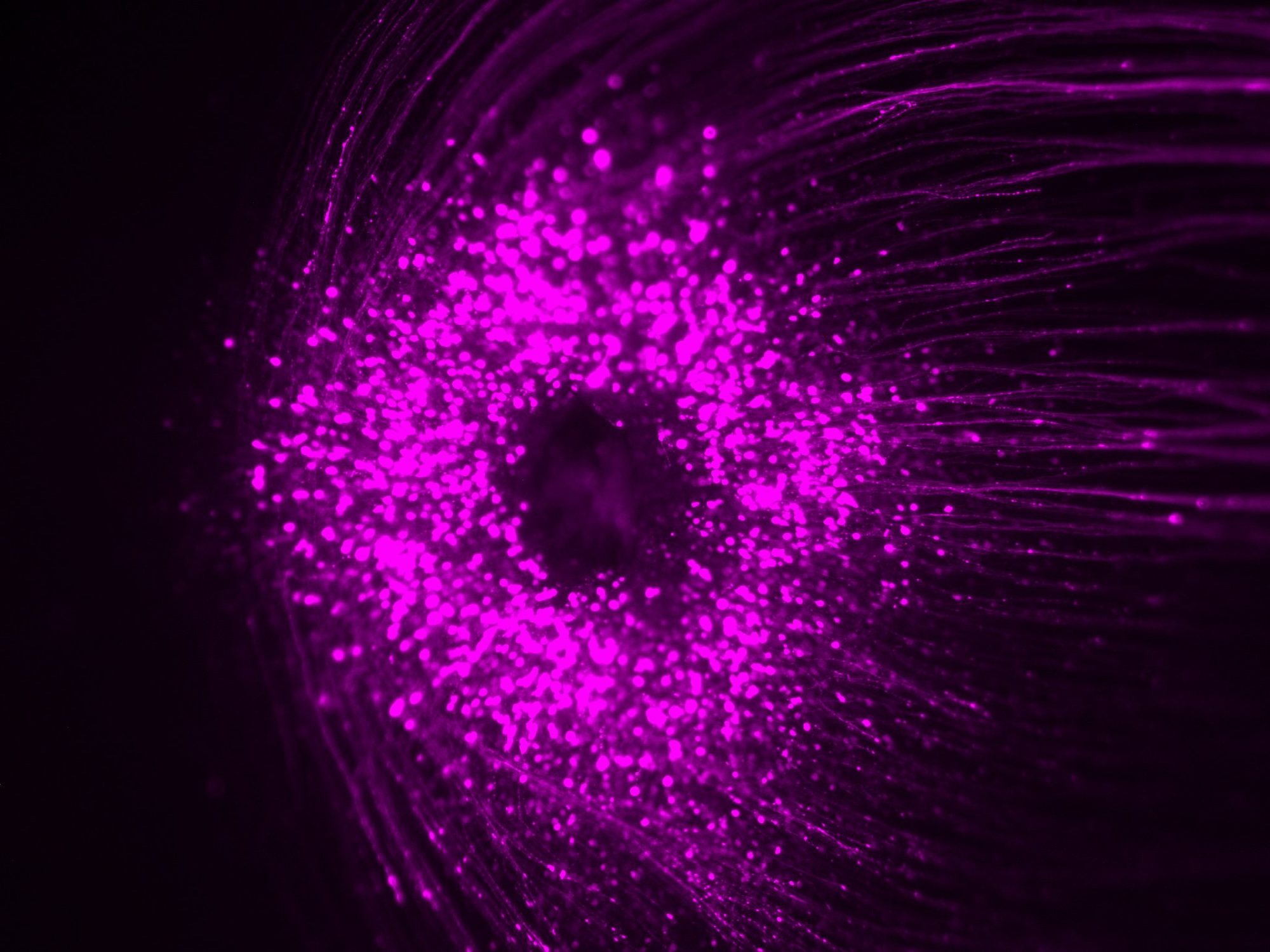 Fluorescence micrograph of the fovea